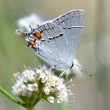 Gray hairstreak (1)