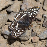 Sagebrush checkerspot