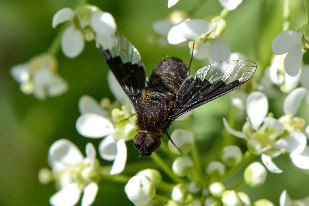 Bee fly (2)