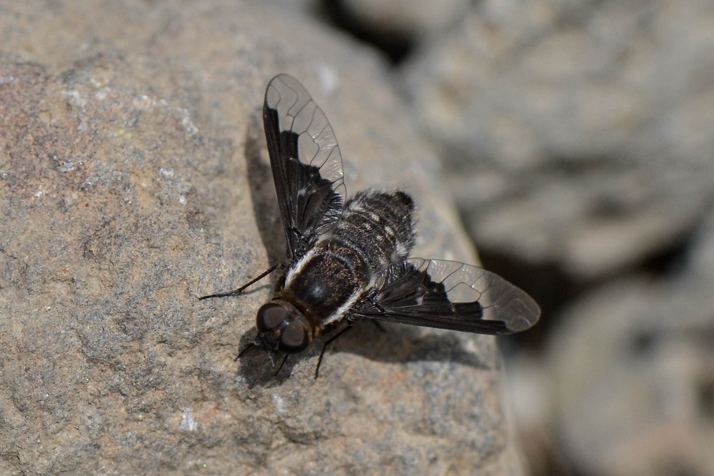 Bee fly