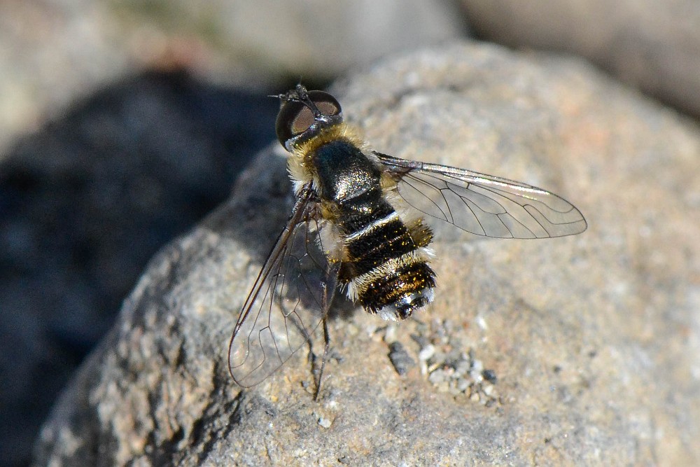 Bee fly2