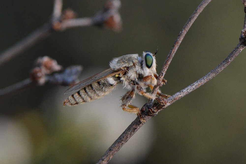 Robber fly (2)