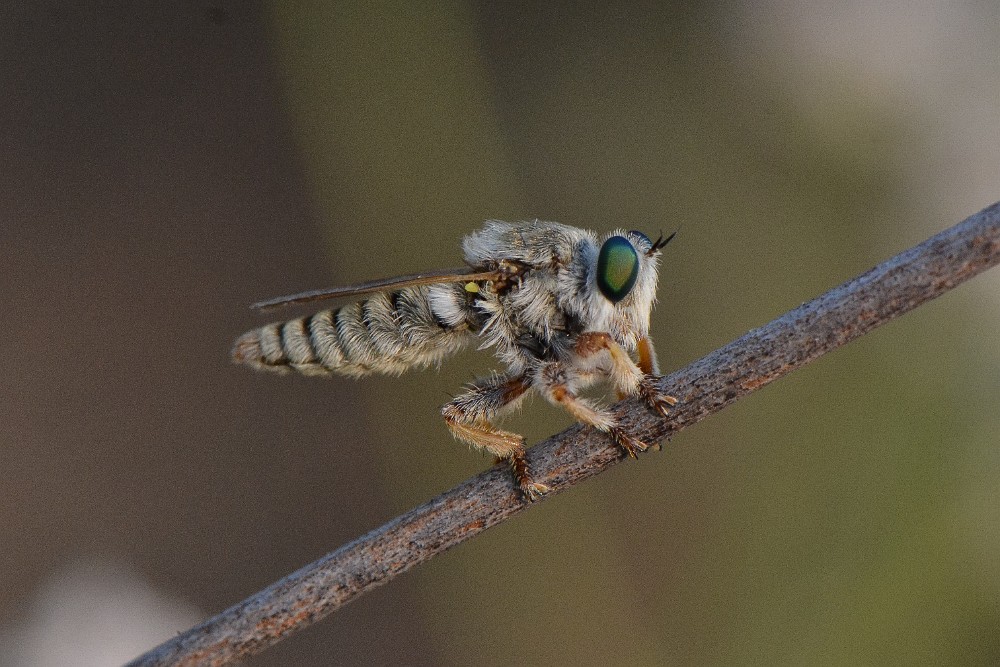 Robber fly (3)