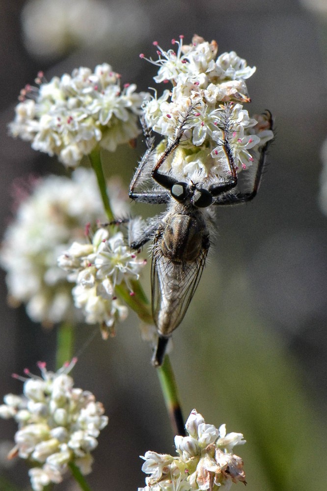 Robber fly