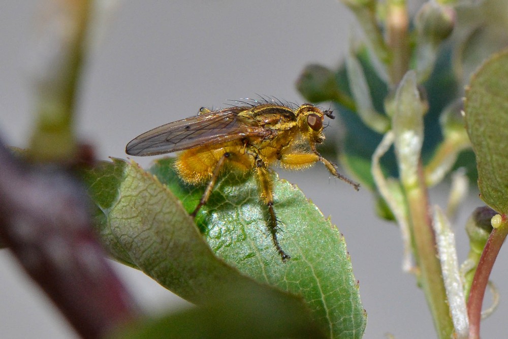 yellow dung fly