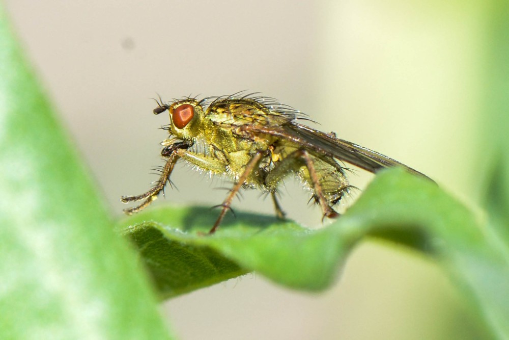 yellow dung fly1