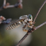 Robber fly (2)