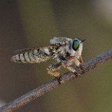 Robber fly (3)