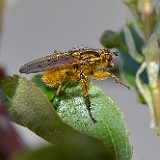 yellow dung fly