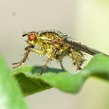 yellow dung fly1