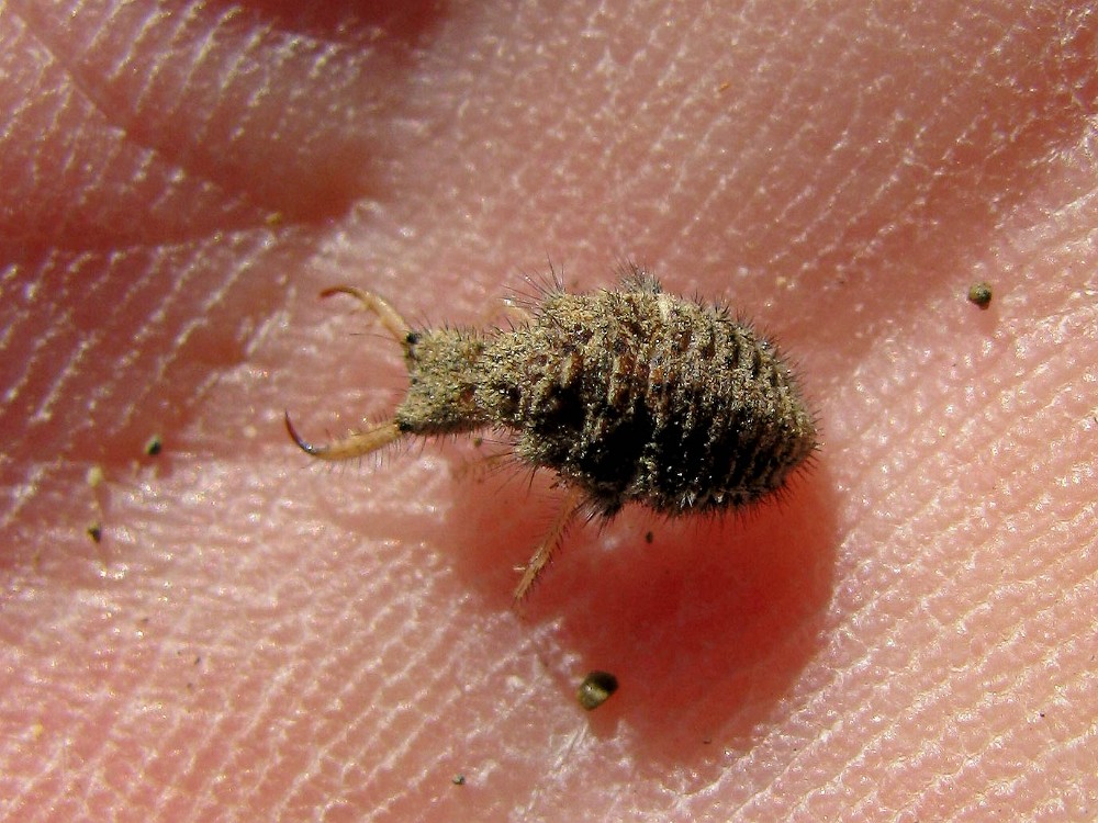 Antlion