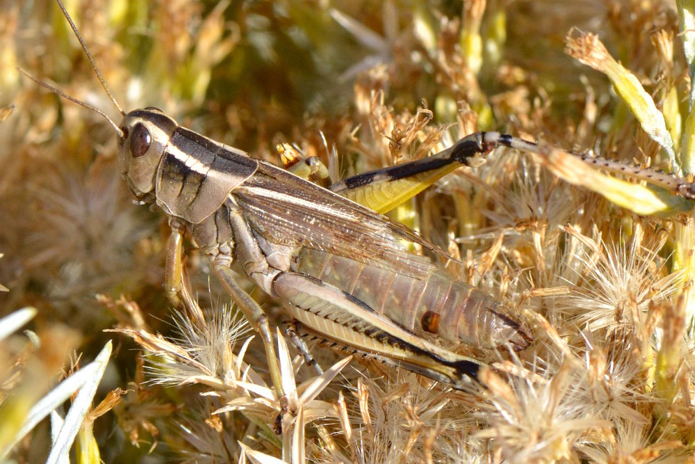 Grasshopper