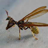 Brown Mantidfly