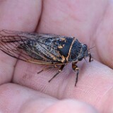 Cicada