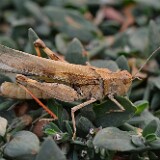 Grasshopper-3