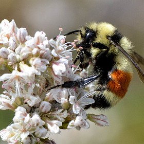 Bees, Wasps, Ants and Sawflies - Hymenoptera
