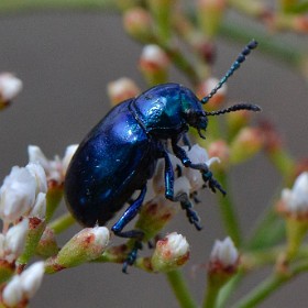 Beetles - Coleoptera / Bugs - Hemiptera