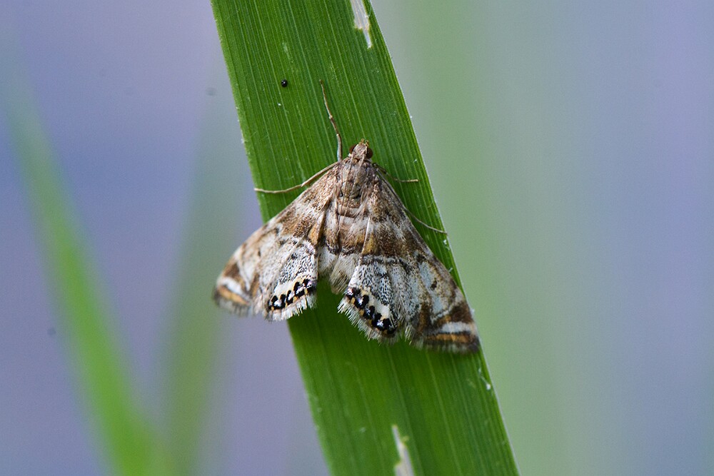Confusing-Petrophila Moth-Petrophila-confusalis-1