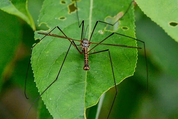 Cranefly-1