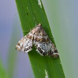 Confusing-Petrophila Moth-Petrophila-confusalis-1