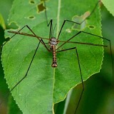 Cranefly-1