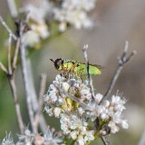 Green soldier fly - aquatic