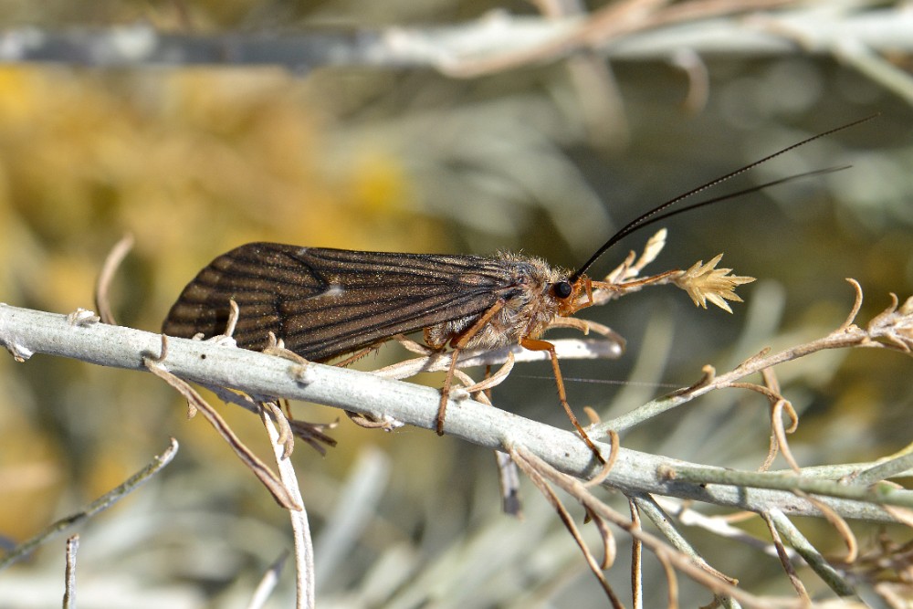 October caddis