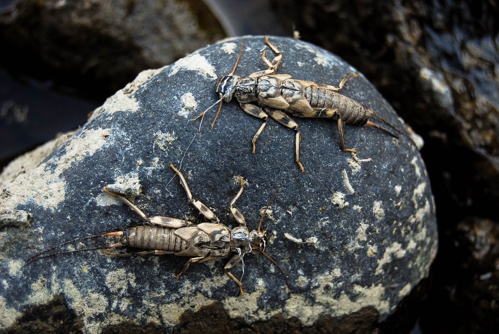 summer-stone-schucks