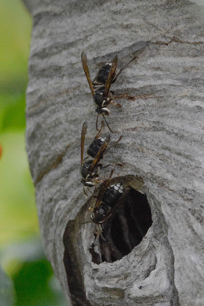 Bald-faced hornet