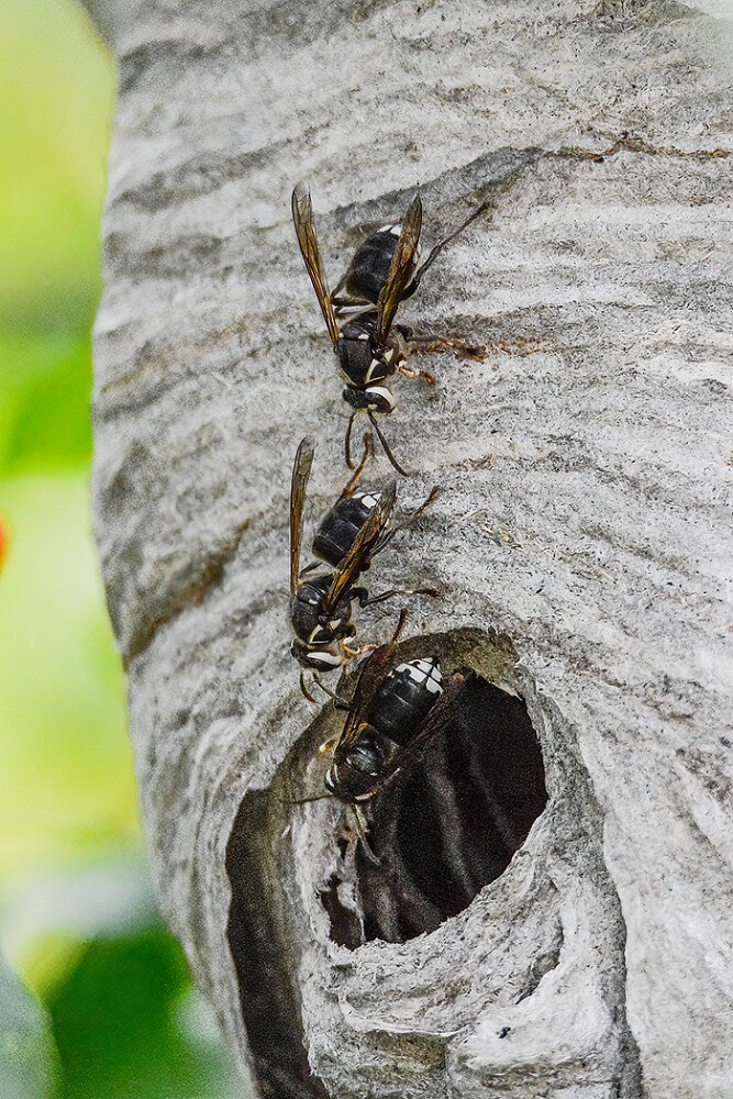 Bald-faced-hornet-Dolichovespula-maculata-1