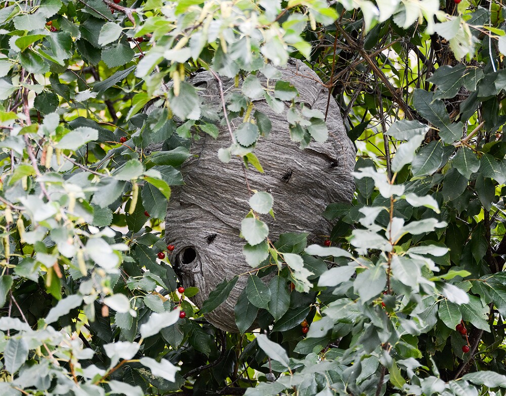 Bald-faced-hornet-Dolichovespula-maculata
