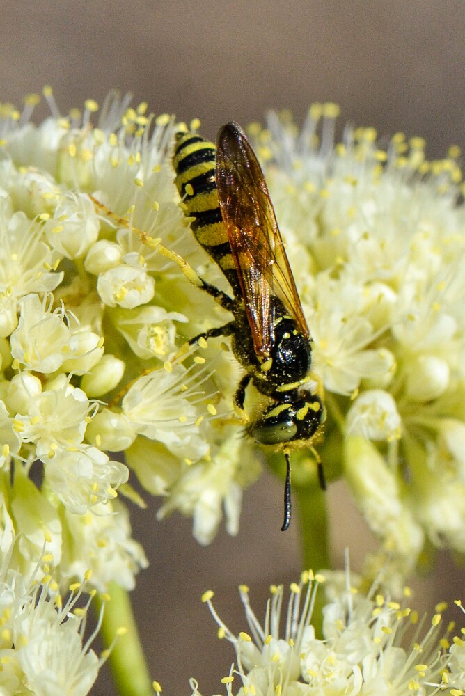 Beewolf-Philanthidae-Philanthus-1