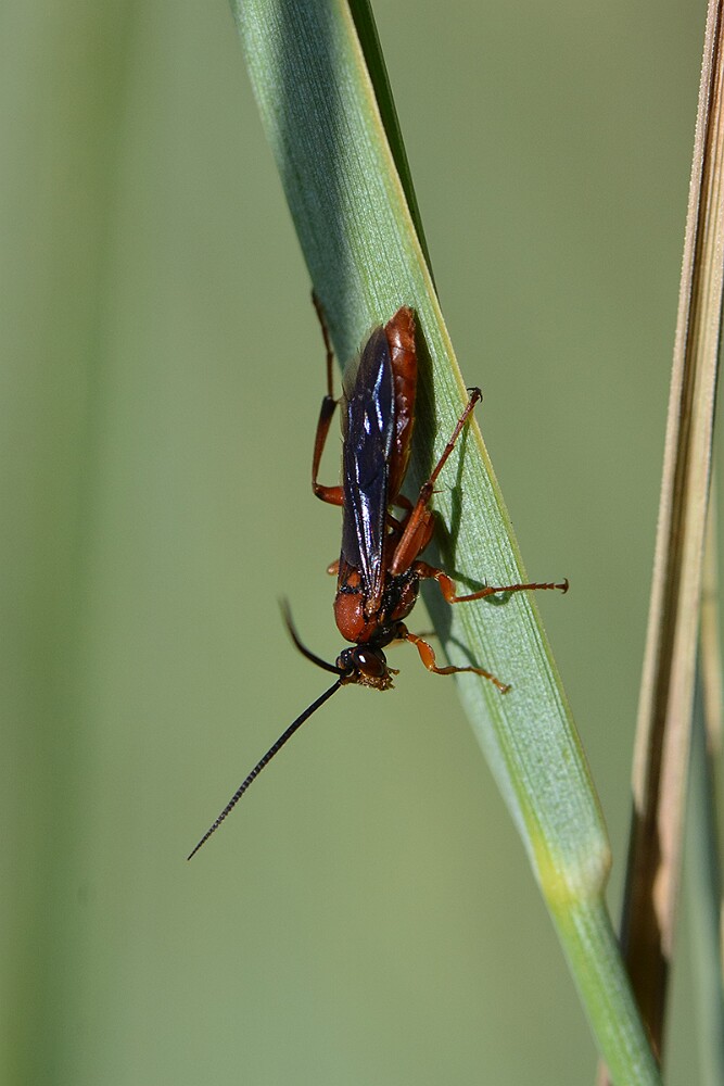 Braconid-wasp-Ichneumonoidea