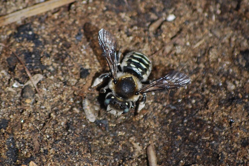 Carder-bee-Megachilidae-Stelis