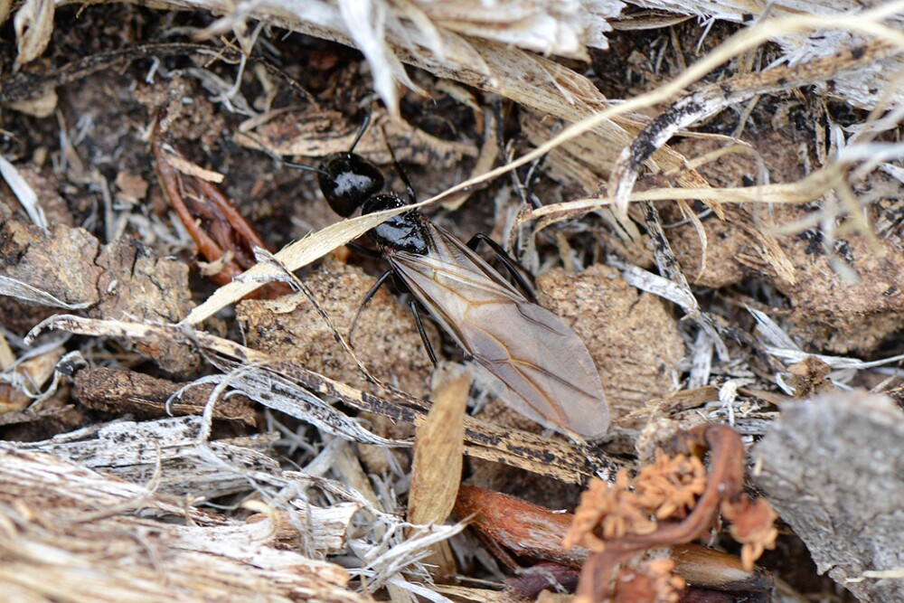 Carpenter-ant-Formicidae-Camponotus