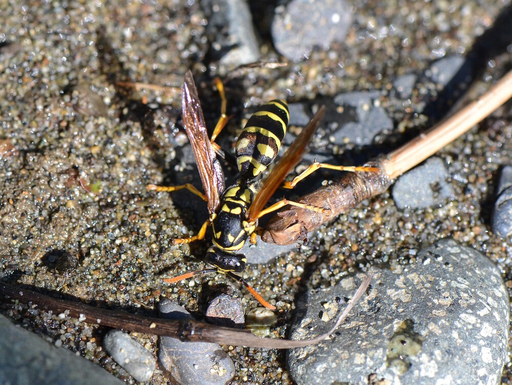 European-Paper-Wasp