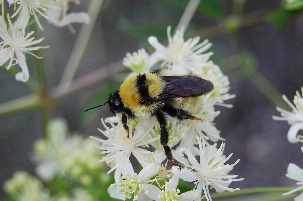 Golden-Northern-Bumble-Bee-Bombus-fervidus-1