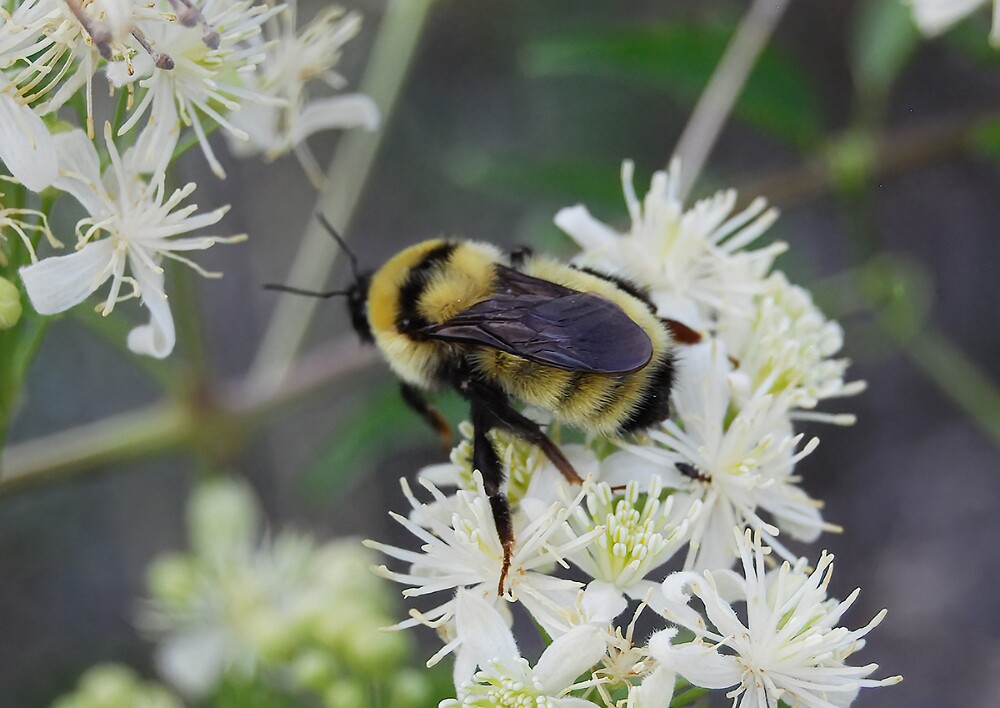Golden-Northern-Bumble-Bee-Bombus-fervidus-2