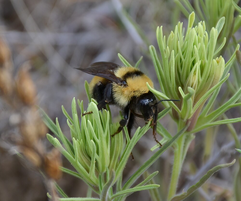 Golden-Northern-Bumble-Bee-Bombus-fervidus-3