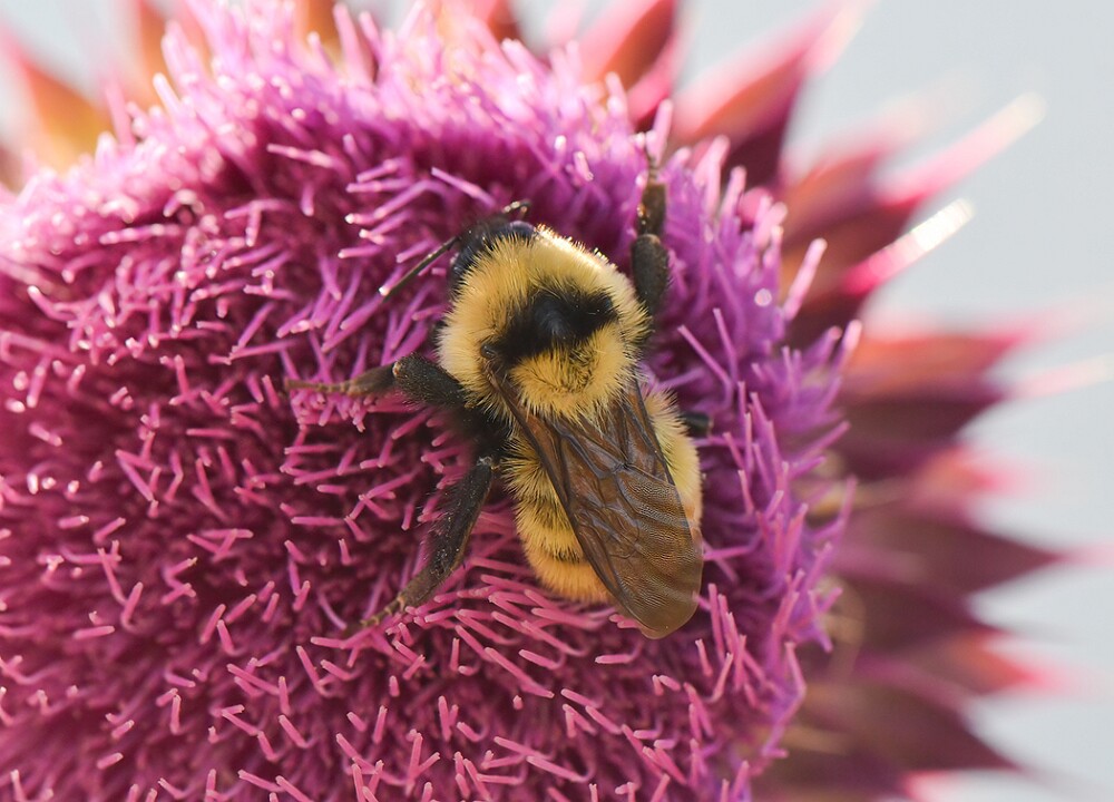 Golden-Northern-Bumble-Bee-Bombus-fervidus-4