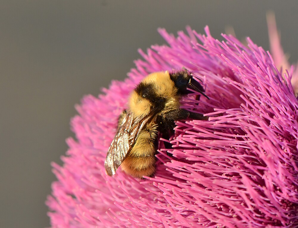 Golden-Northern-Bumble-Bee-Bombus-fervidus-5