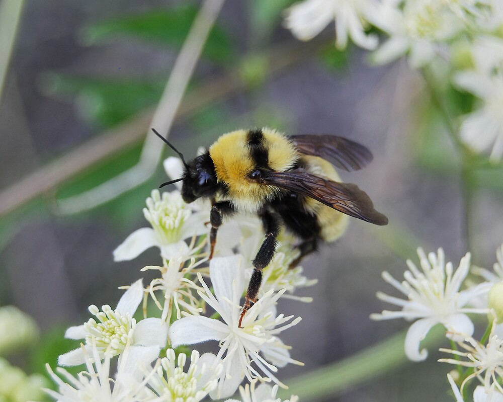 Golden-Northern-Bumble-Bee-Bombus-fervidus