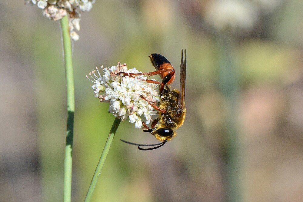 Great-golden-digger-wasp-2