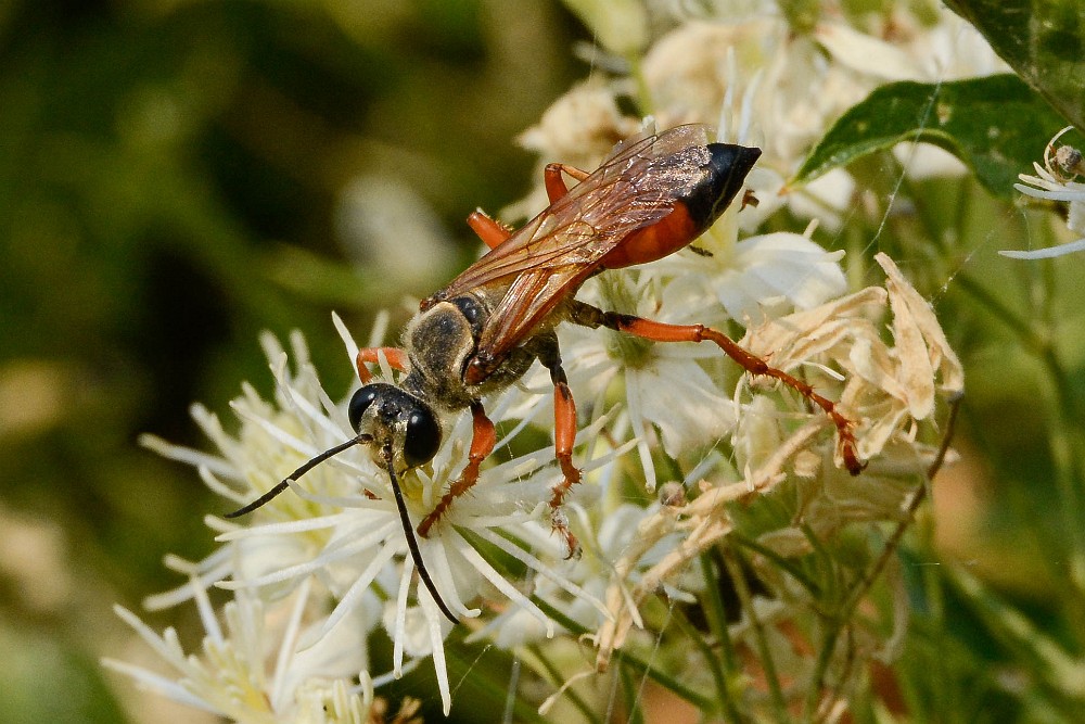 Great-golden-digger-wasp