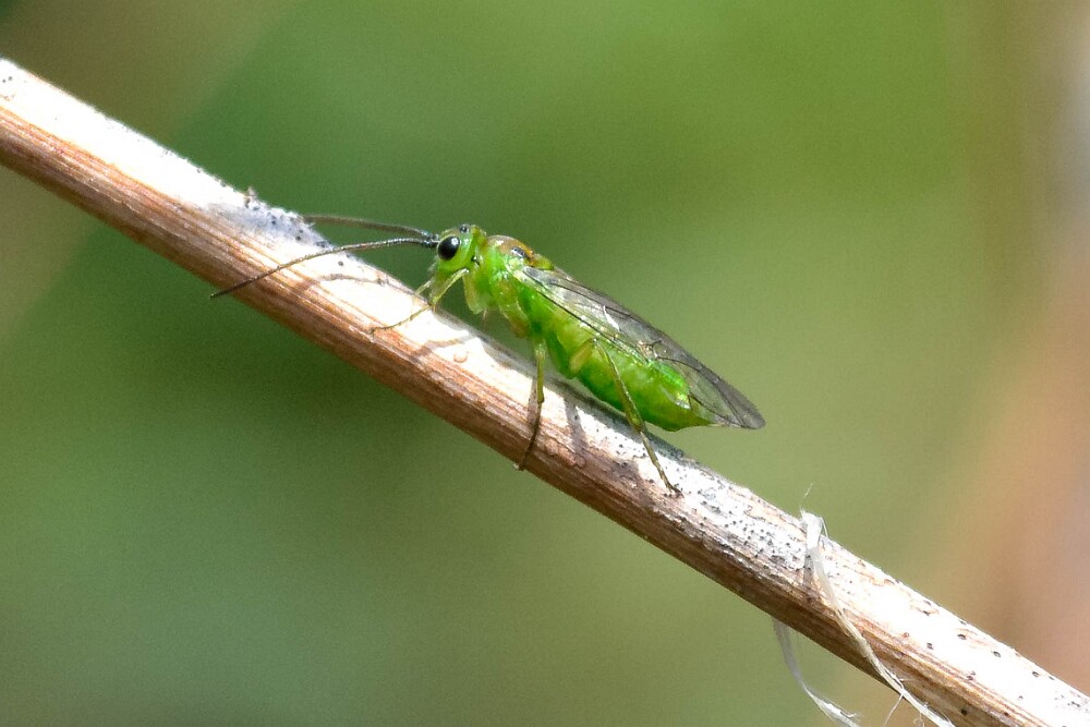 Green-sawfly-Tenthredinidae