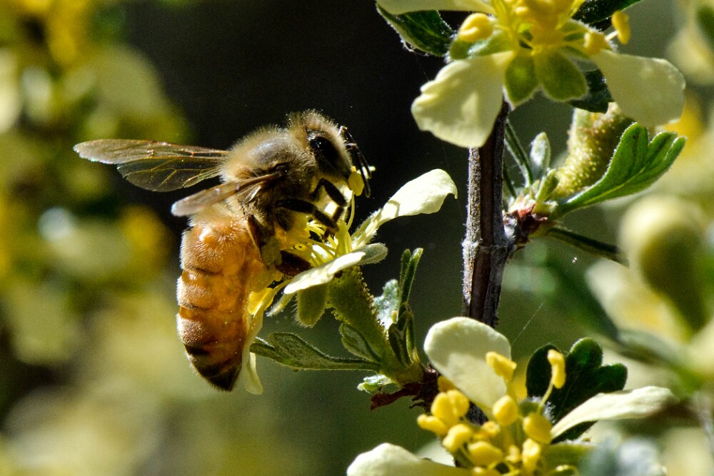 Honey-bee-Apis-mellifera