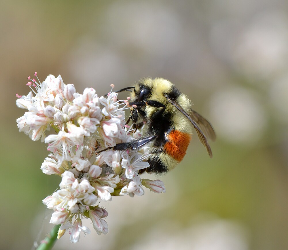 Hunt's-Bumble-Bee-Bombus-huntii-female-1