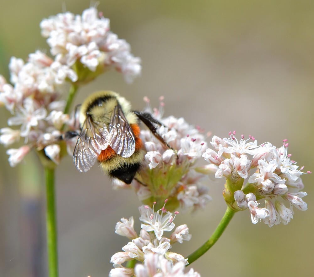 Hunt's-Bumble-Bee-Bombus-huntii-female-2