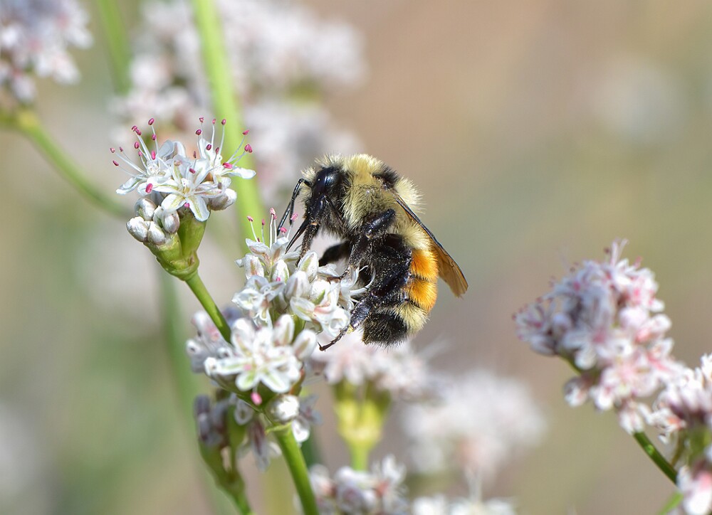 Hunt's-Bumble-Bee-Bombus-huntii-female-3