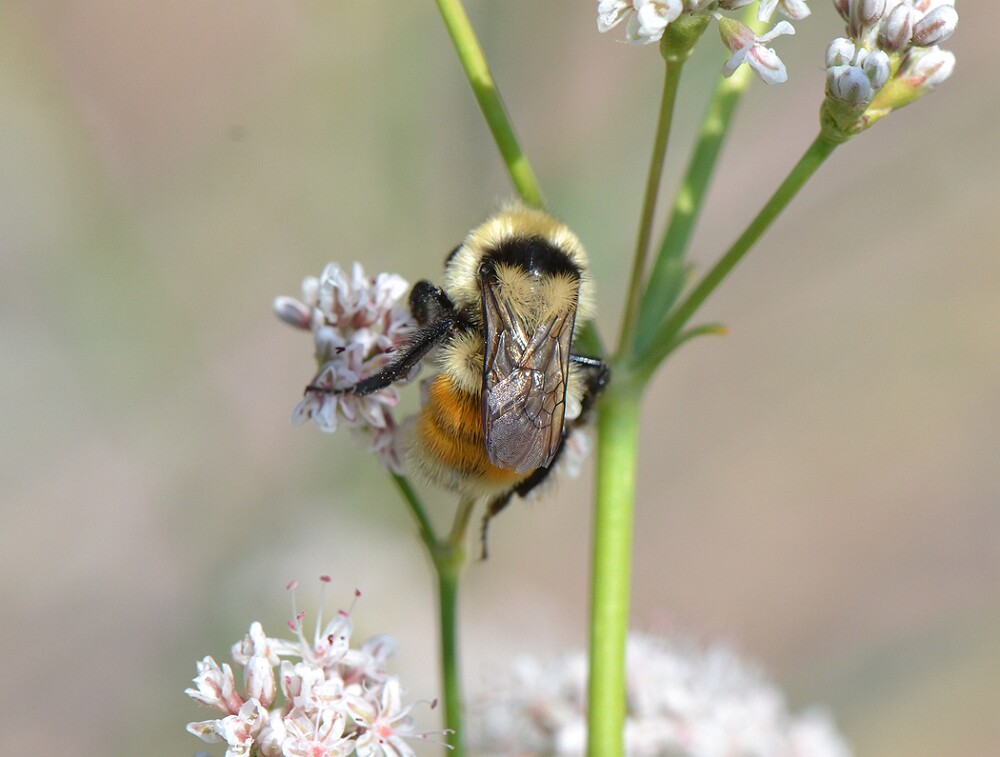 Hunt's-Bumble-Bee-Bombus-huntii-female-3a